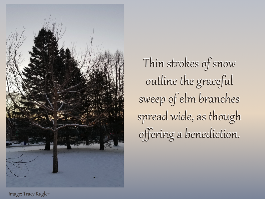 Thin strokes of snow outline the graceful sweep of elm branches spread wide, as though offering a benediction.