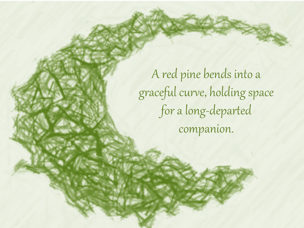 A red pine bends into a graceful curve, holding space for a long-departed companion.
