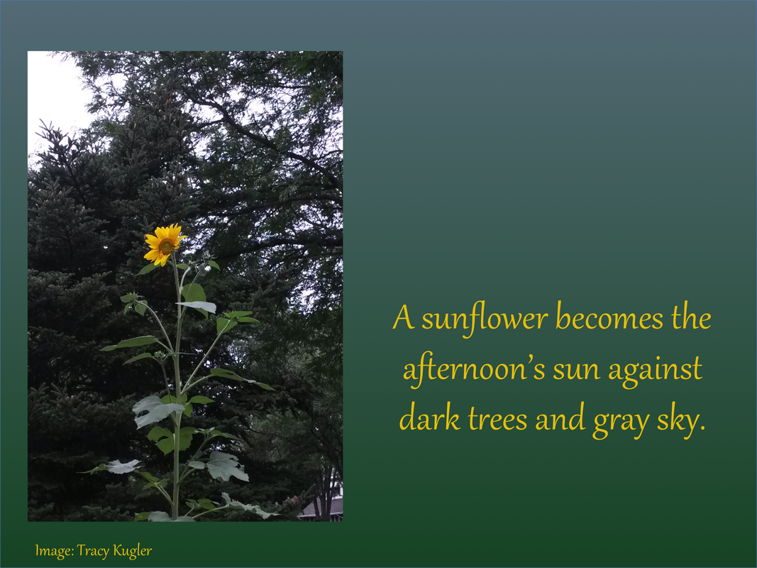 A sunflower becomes the afternoon's sun against dark trees and gray sky
