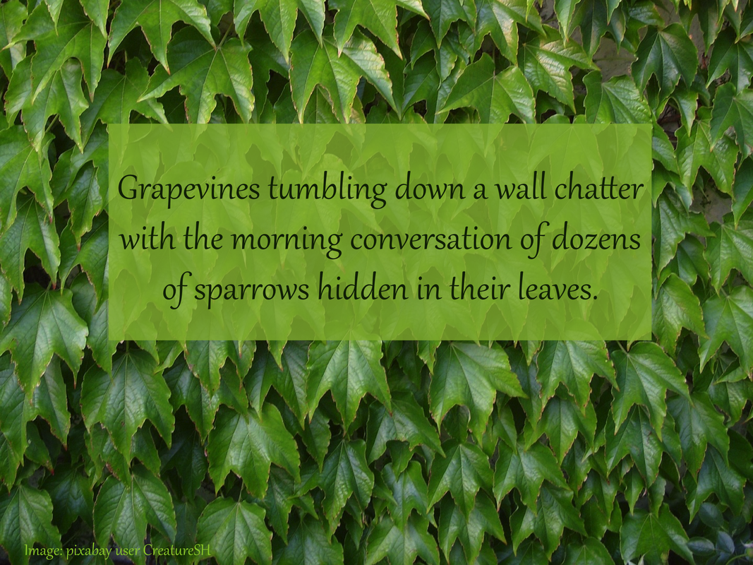 Grapevines tumbling down a wall chatter with the morning conversation of dozens of sparrows hidden in their leaves.