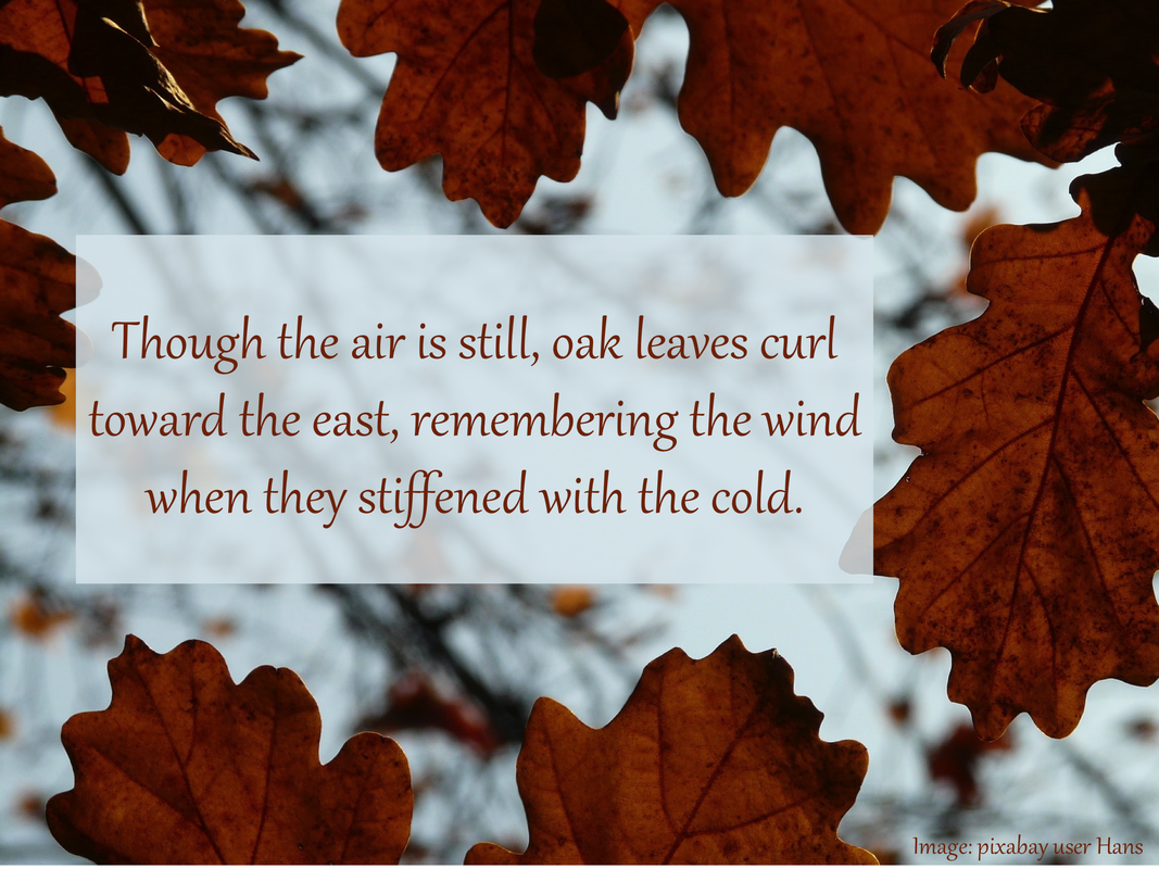 Though the air is still, oak leaves curl toward the east, remembering the wind when they stiffened with the cold.