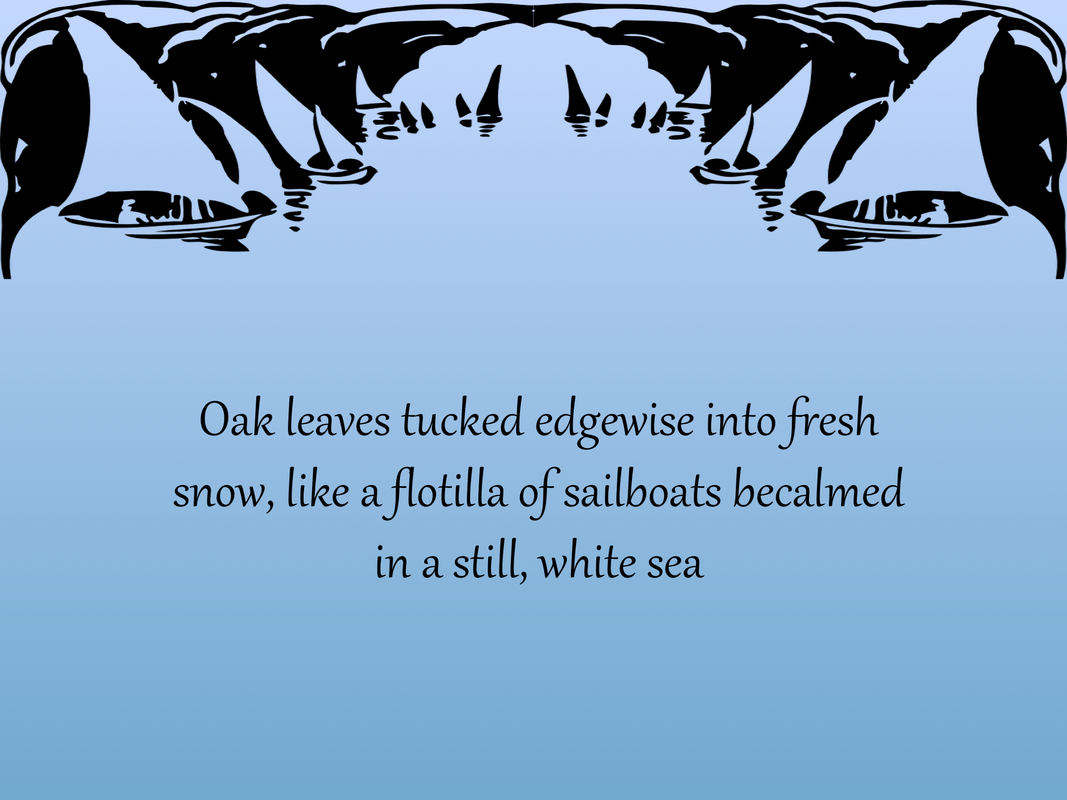 Oak leaves tucked edgewise into fresh snow, like a flotilla of sailboats becalmed in a still, white sea