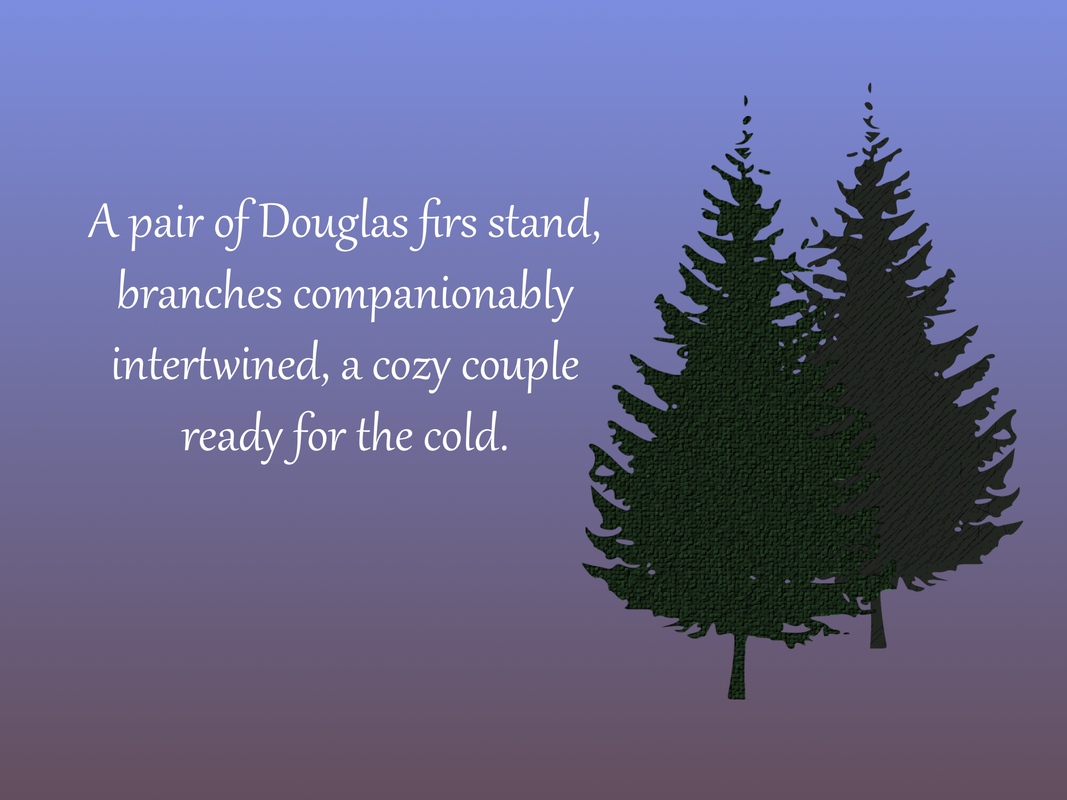 A pair of Douglas firs stand, branches companionably intertwined, a cozy couple ready for the cold.