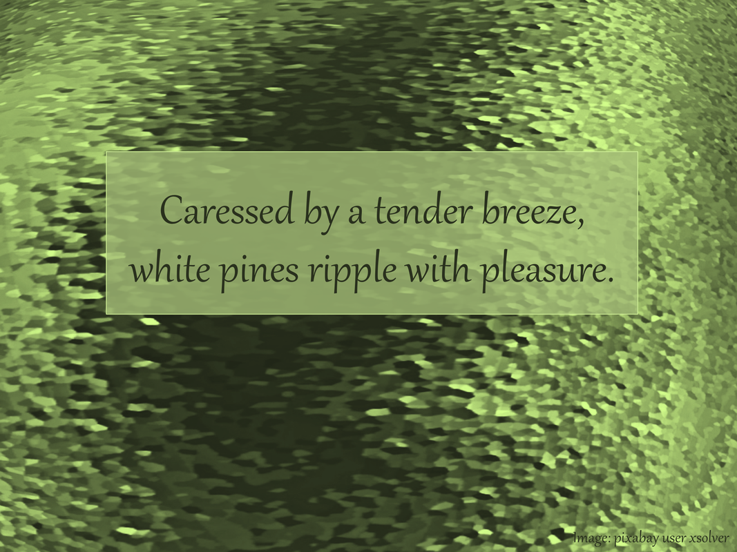 Caressed by a tender breeze,  white pines ripple with pleasure.