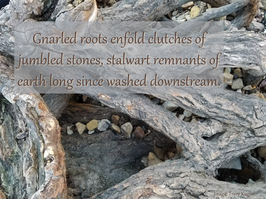 Gnarled roots enfold clutches of jumbled stones, stalwart remnants of earth long since washed downstream.