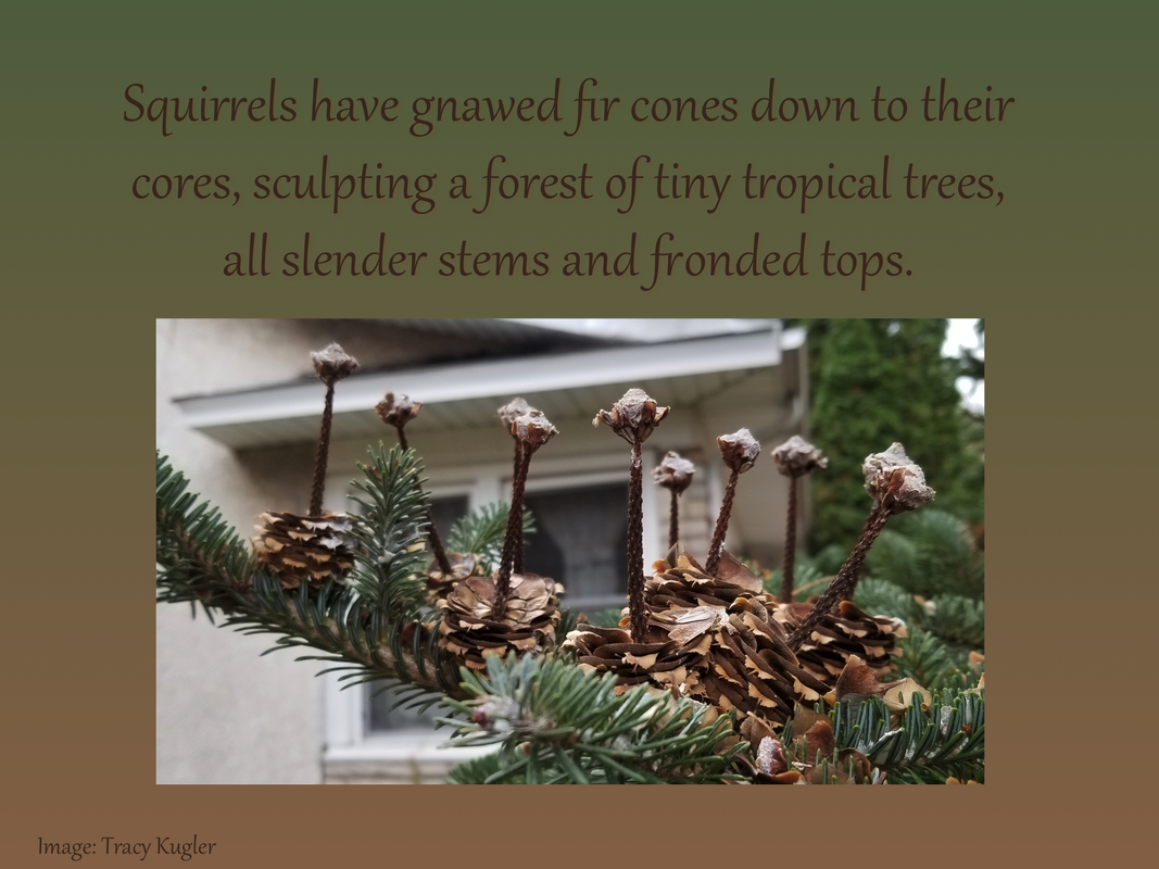 Squirrels have gnawed fir cones down to their cores, sculpting a forest of tiny tropical trees, all slender stems and fronded tops.