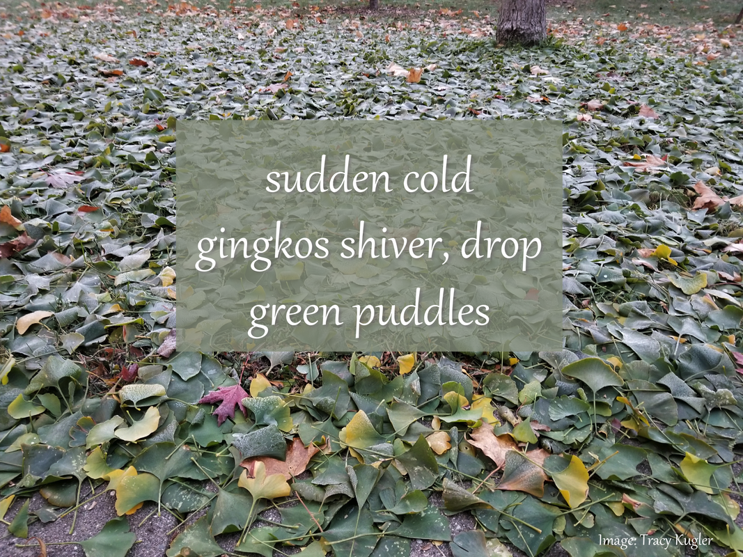 sudden cold gingkos shiver, drop green puddles