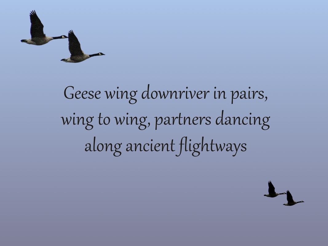 Geese wing downriver in pairs, wing to wing, partners dancing along ancient flightways