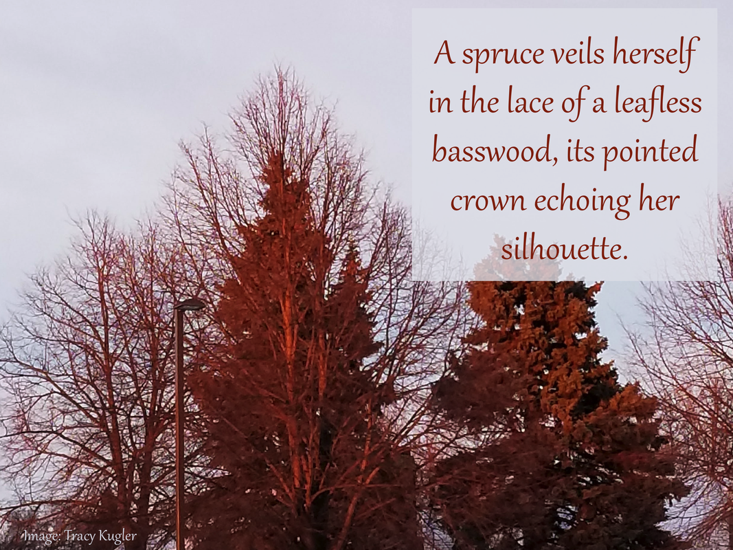 A spruce veils herself in the lace of a leafless basswood, its pointed crown echoing her silhouette.