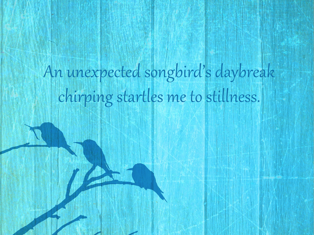 An unexpected songbird’s daybreak chirping startles me to stillness.
