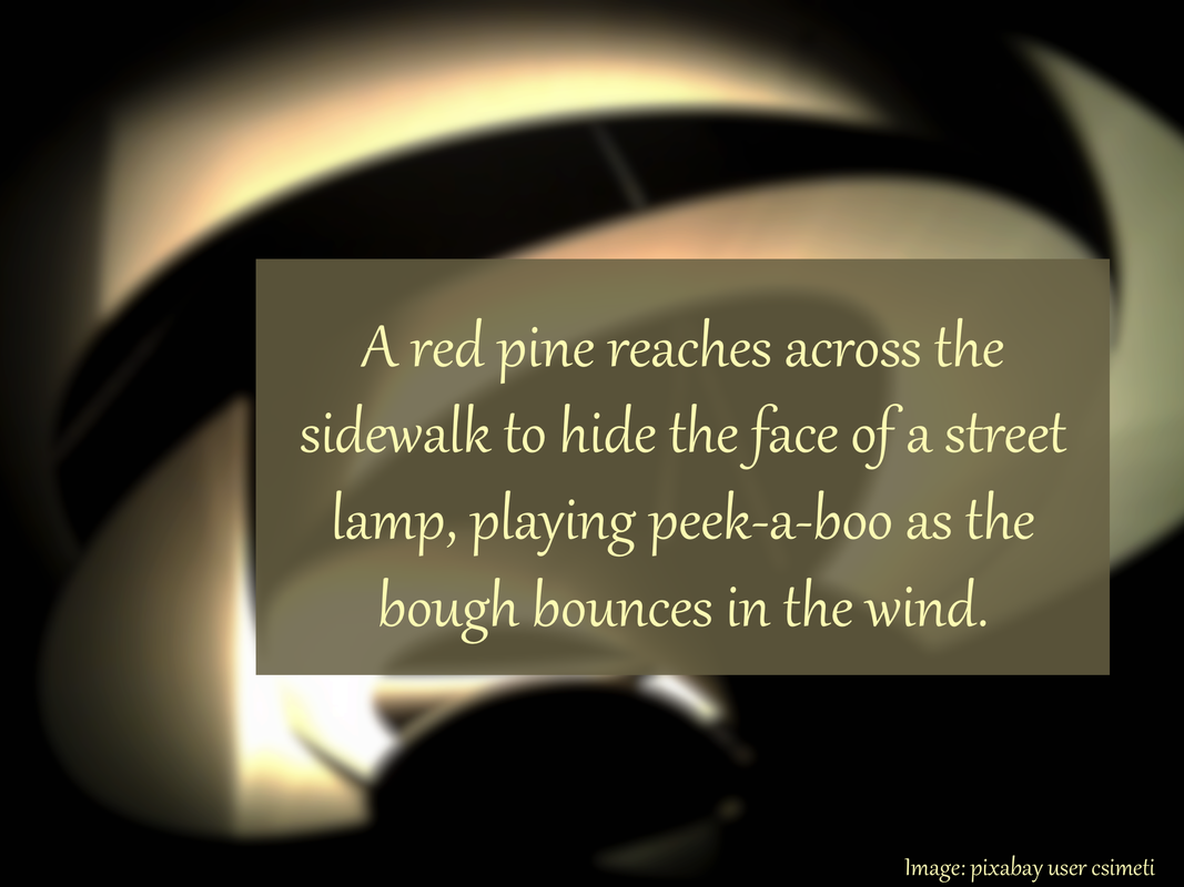 A red pine reaches across the sidewalk to hide the face of a street lamp, playing peek-a-boo as the bough bounces in the wind.