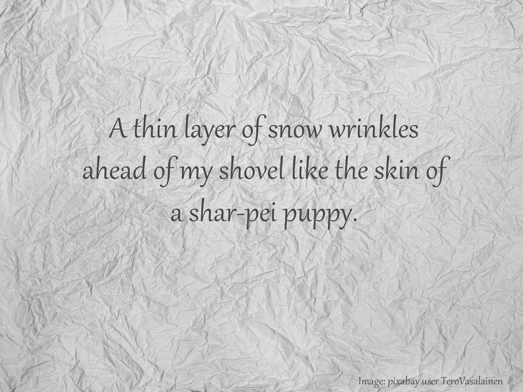 A thin layer of snow wrinkles ahead of my shovel like the skin of a shar-pei puppy.