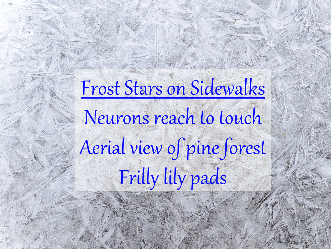 Frost Stars on Sidewalks: Neurons reach to touch, Aerial view of pine forest, Frilly lily pads