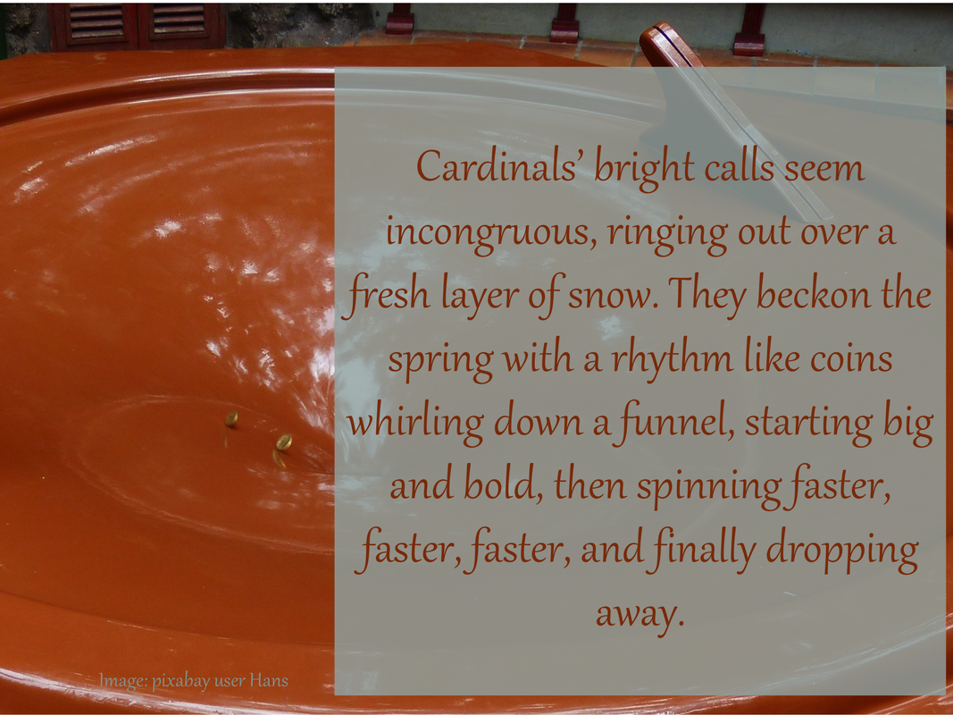 Cardinals’ bright calls seem incongruous, ringing out over a fresh layer of snow. They beckon the spring with a rhythm like coins whirling down a funnel, starting big and bold, then spinning faster, faster, faster, and finally dropping away. 