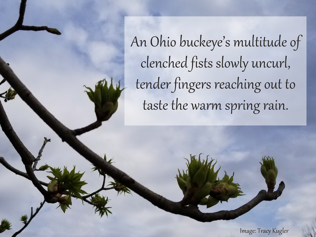An Ohio buckeye’s multitude of clenched fists slowly uncurl, tender fingers reaching out to taste the warm spring rain.