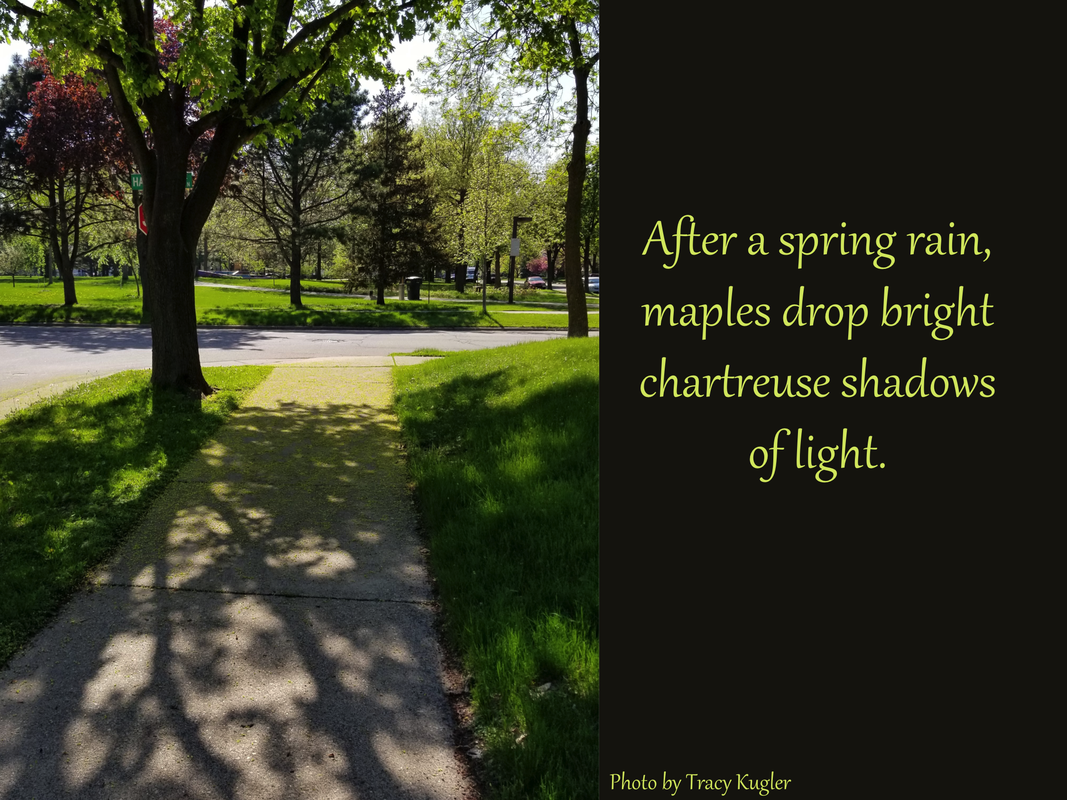 After a spring rain, maples drop bright chartreuse shadows of light.