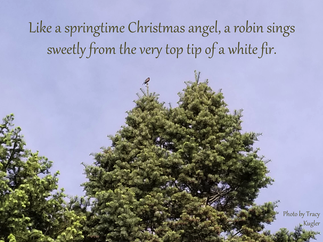 Like a springtime Christmas angel, a robin sings sweetly from the very top tip of a white fir.