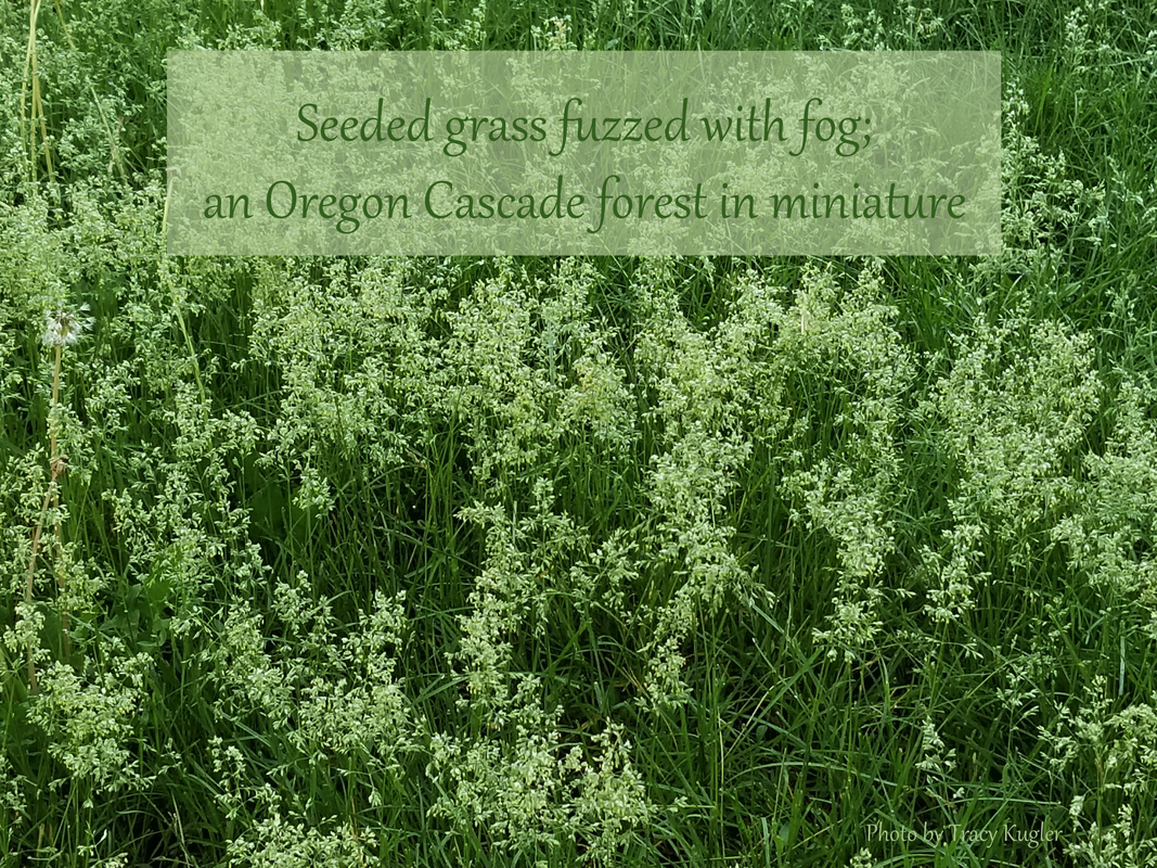 Seeded grass fuzzed with fog;  an Oregon Cascade forest in miniature