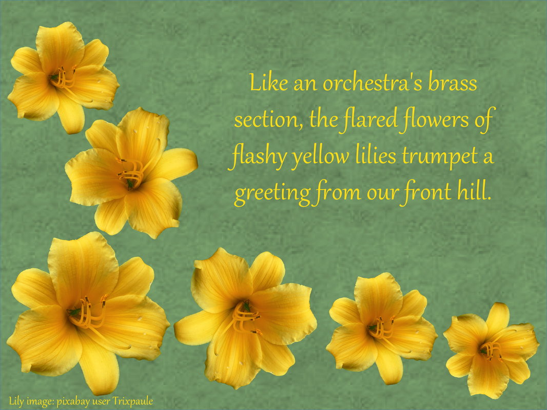 Like an orchestra's brass section, the flared flowers of flashy yellow lilies trumpet a greeting from our front hill.