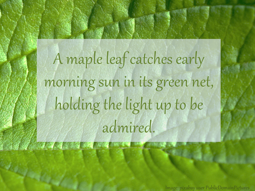 A maple leaf catches early morning sun in its green net, holding the light up to be admired.