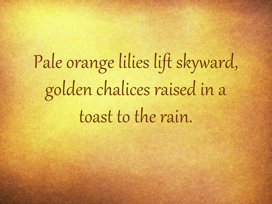 Pale orange lilies lift skyward, golden chalices raised in a toast to the rain.