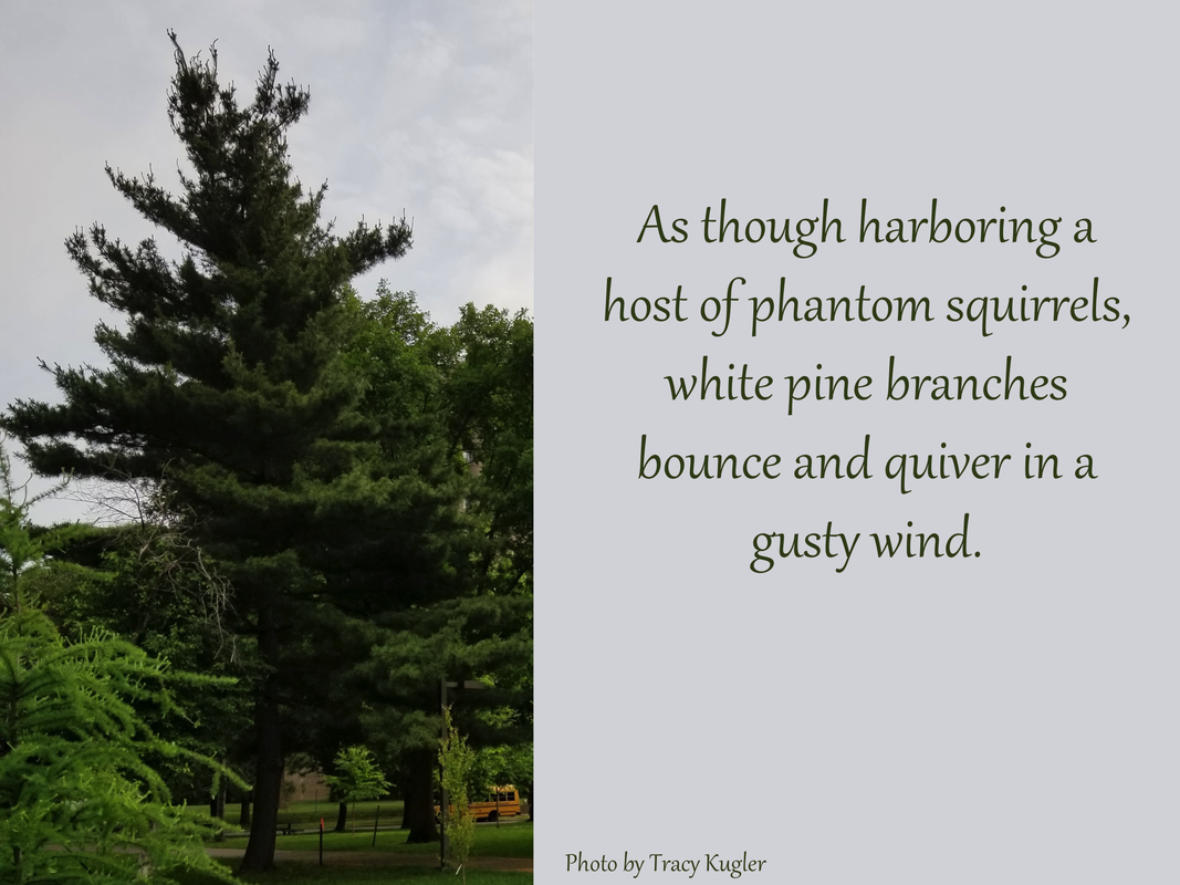 As though harboring a host of phantom squirrels, white pine branches bounce and quiver in a gusty wind.