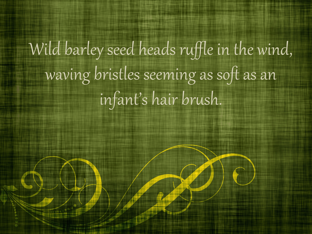 Wild barley seed heads ruffle in the wind, waving bristles seeming as soft as an infant's hair brush