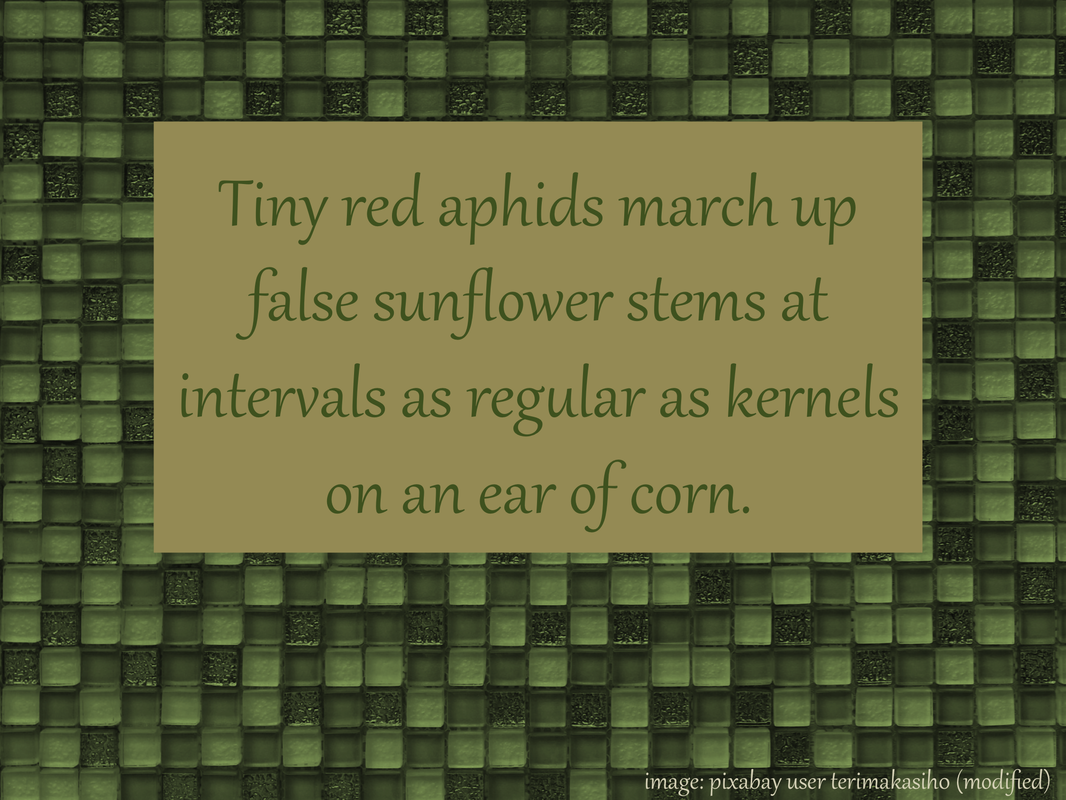 Tiny red aphids march up false sunflower stems at intervals as regular as kernels on an ear of corn.