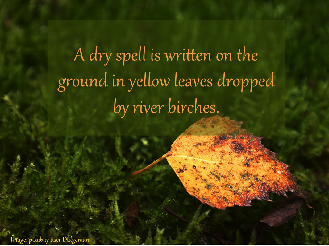 A dry spell is written on the ground in yellow leaves dropped by river birches.