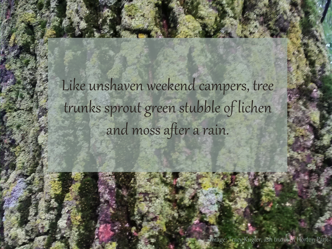 Like unshaven weekend campers, tree trunks sprout green stubble of lichen and moss after a rain.