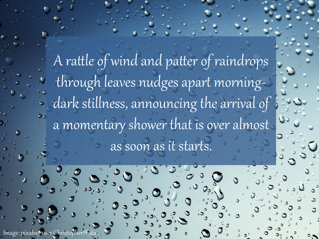 A rattle of wind and patter of raindrops through leaves nudges apart morning-dark stillness, announcing the arrival of a momentary shower that is over almost as soon as it starts.