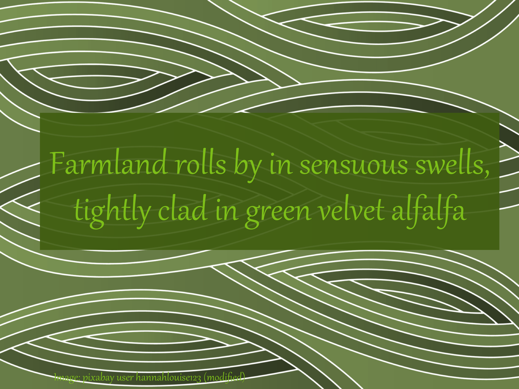 Farmland rolls by in sensuous swells, tightly clad in green velvet alfalfa