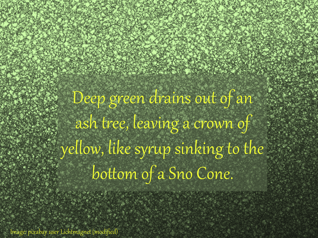 Deep green drains out of an ash tree, leaving a crown of yellow, like syrup sinking to the bottom of a Sno Cone.
