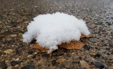 Pillow of snow atop a maple leaf on the (relatively) warm sidewalk